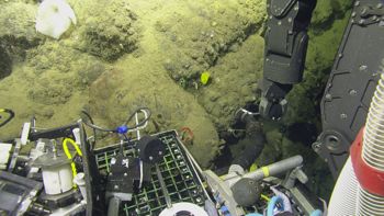 Media type: image;   Invertebrate Zoology 153114 Description: live specimen;